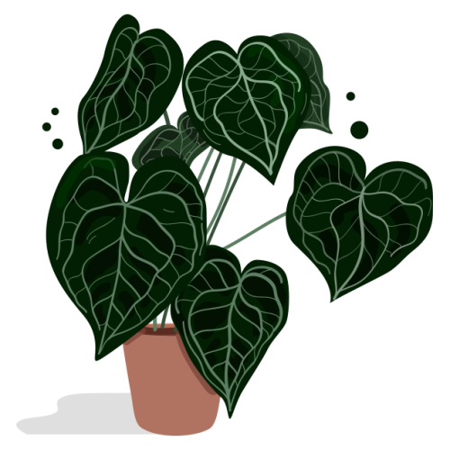 anthurium_b anthurium_b