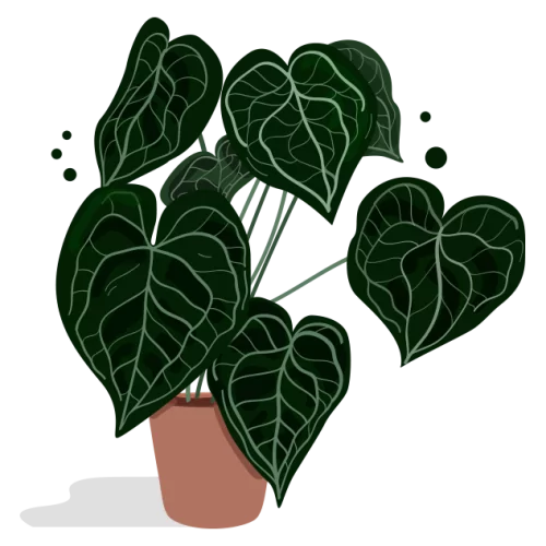 anthurium_b