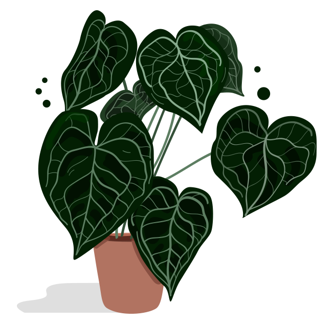 anthurium_b