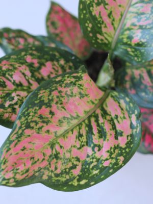 Aglaonema 'Star Spotted’
