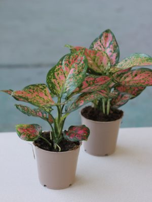 Aglaonema 'Star Spotted’