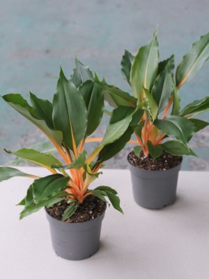 Chlorophytum orchidastrum 'Green Orange’
