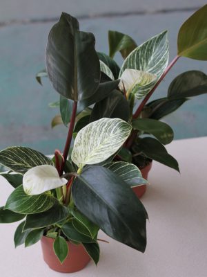 Philodendron 'Birkin’/’Rojo Congo’