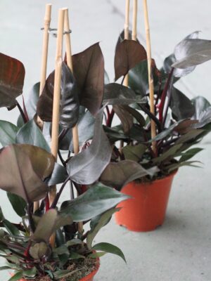 Philodendron 'Royal Queen’
