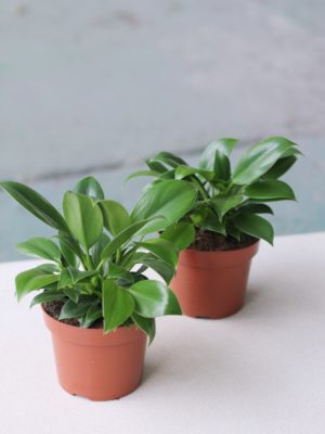 Philodendron 'Green Princess’