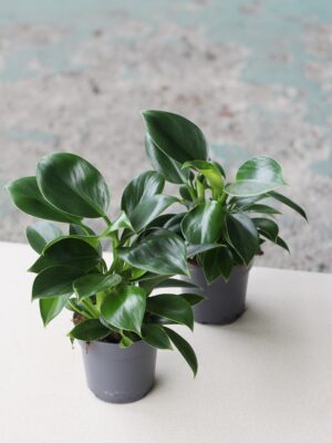 Philodendron 'Green Princess’
