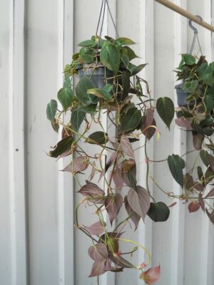 Philodendron scandens 'Micans’