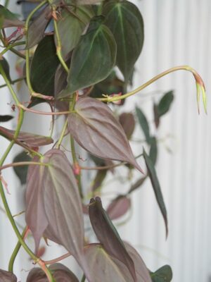 Philodendron scandens 'Micans’