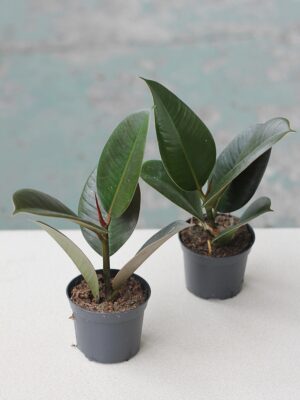 Ficus elastica 'Robusta’