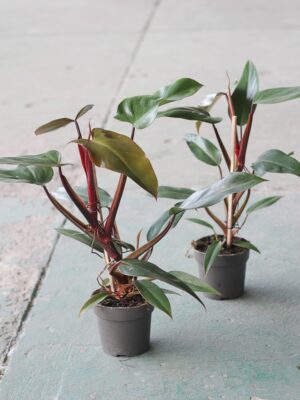 Philodendron mandaianum