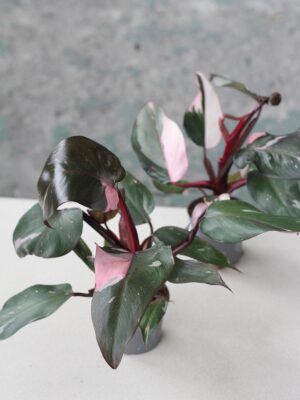 Philodendron 'Pink Princess’