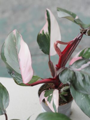 Philodendron 'Pink Princess’