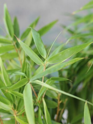 Fargesia rufa – Fargezja rozłożysta (bambus)