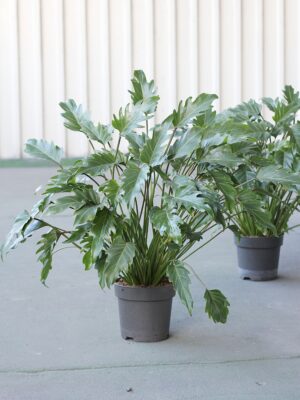 Thaumatophyllum xanadu (Philodendron xanadu)