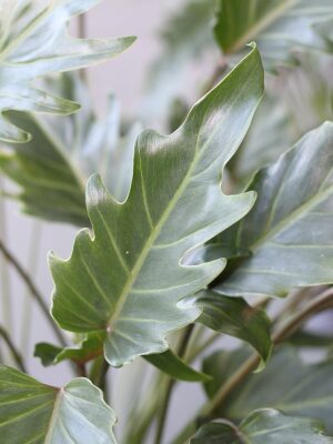Thaumatophyllum xanadu (Philodendron xanadu)