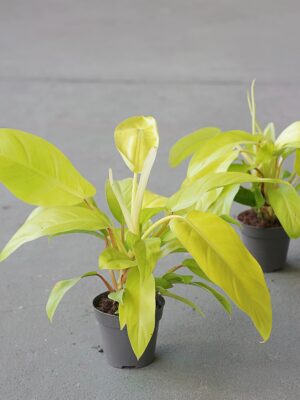 Philodendron 'Malay Gold’