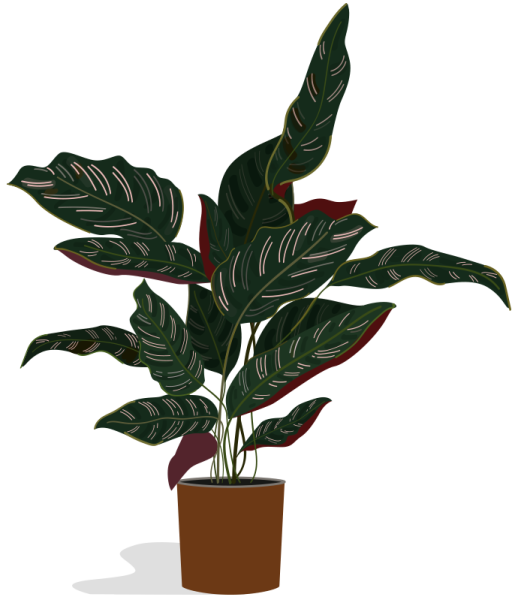 calathea