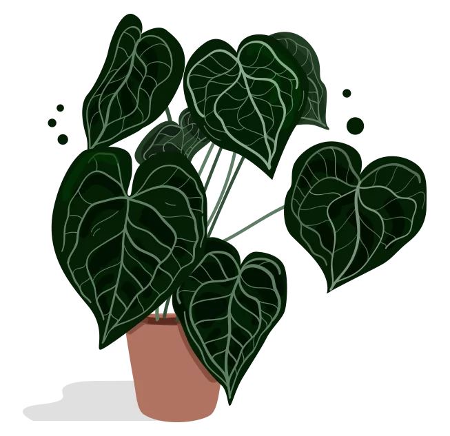 anthurium_b