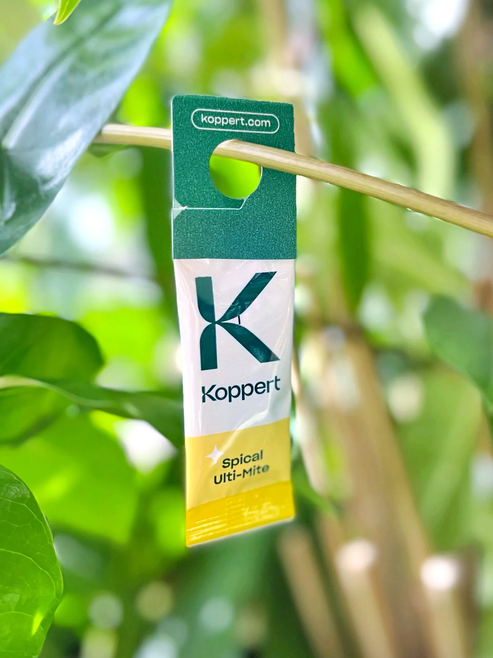 Dobroczynek kalifornijski 1szt (sprawdź warunki zamówienia)